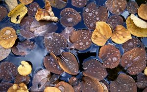 Preview wallpaper fallen leaves, leaves, water, drops, macro