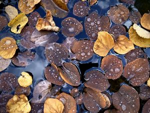 Preview wallpaper fallen leaves, leaves, water, drops, macro