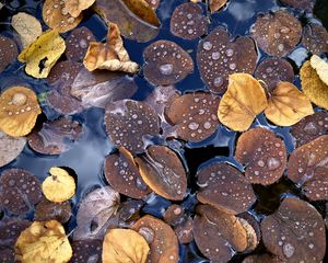 Preview wallpaper fallen leaves, leaves, water, drops, macro