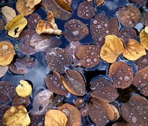 Preview wallpaper fallen leaves, leaves, water, drops, macro