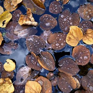 Preview wallpaper fallen leaves, leaves, water, drops, macro