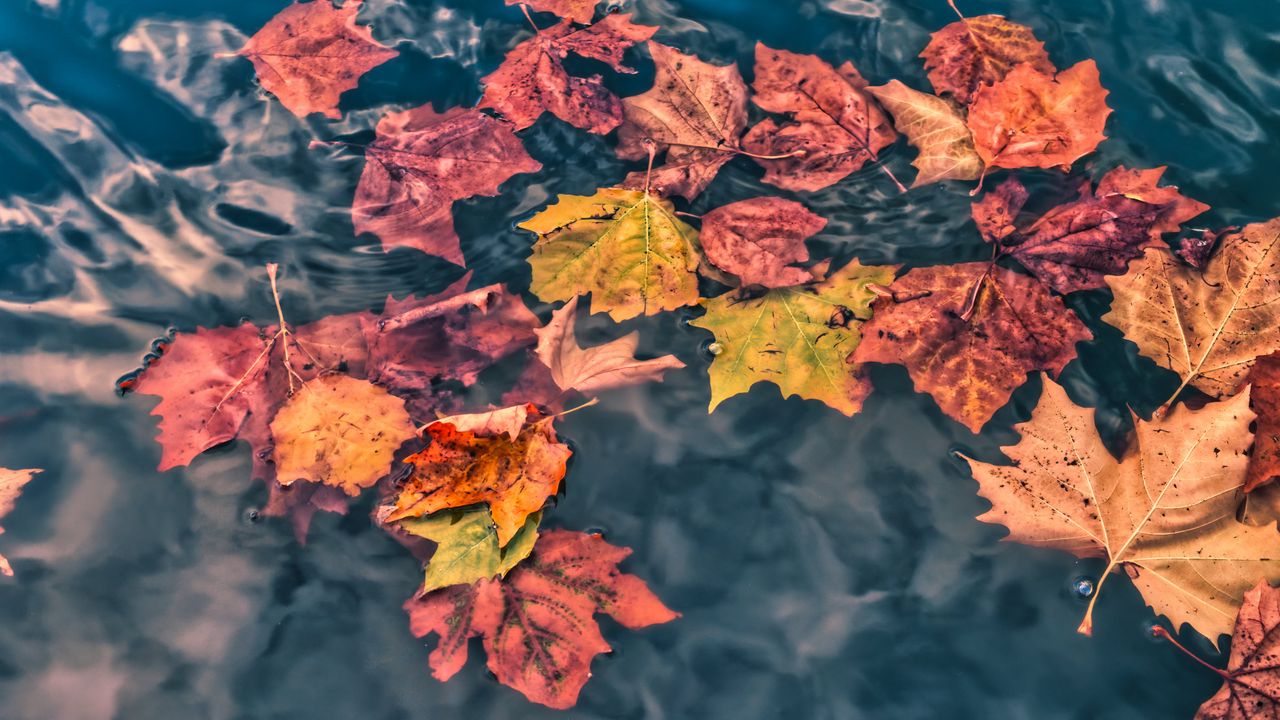 Wallpaper fallen leaves, leaves, water, macro, autumn