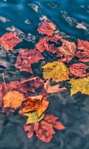 Preview wallpaper fallen leaves, leaves, water, macro, autumn