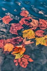 Preview wallpaper fallen leaves, leaves, water, macro, autumn