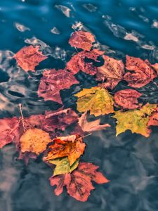 Preview wallpaper fallen leaves, leaves, water, macro, autumn