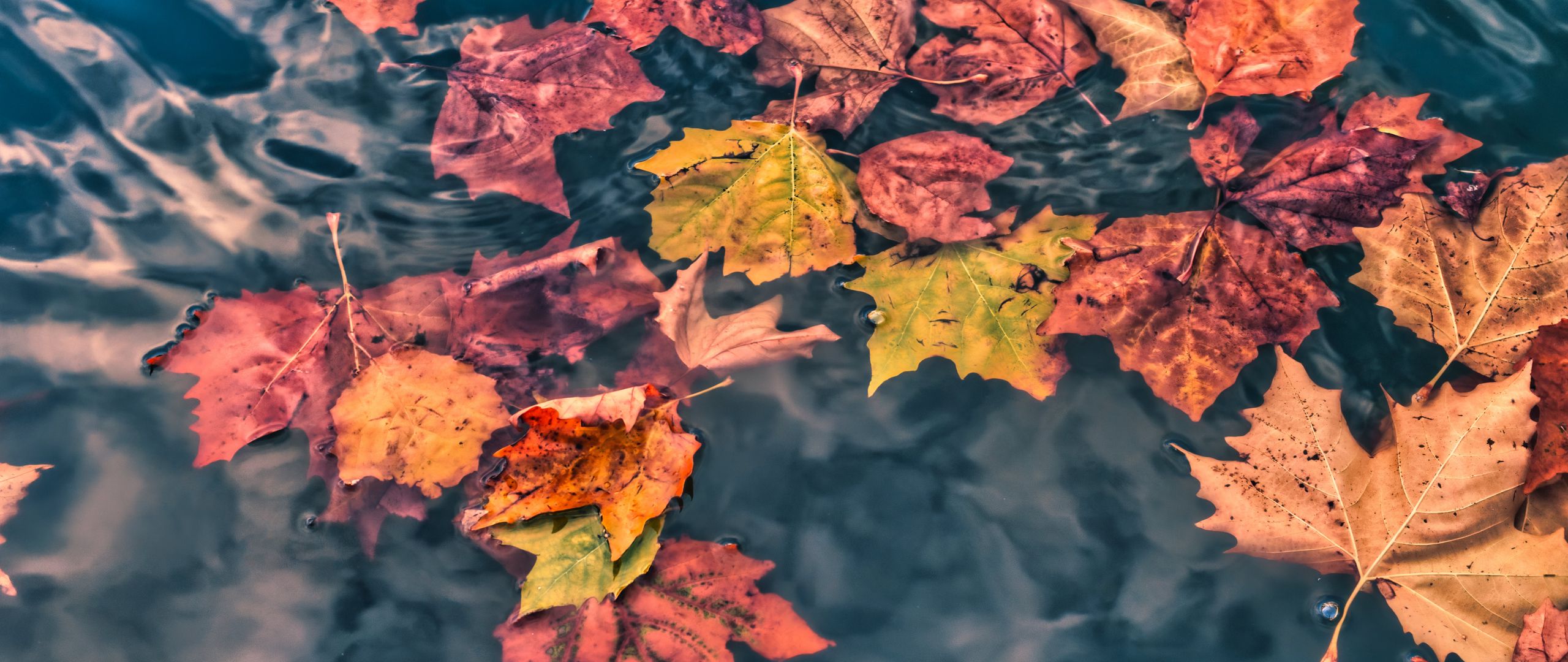 Download wallpaper 2560x1080 fallen leaves, leaves, water, macro ...