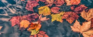 Preview wallpaper fallen leaves, leaves, water, macro, autumn