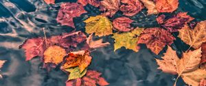 Preview wallpaper fallen leaves, leaves, water, macro, autumn