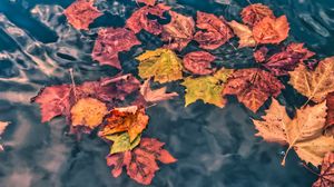 Preview wallpaper fallen leaves, leaves, water, macro, autumn