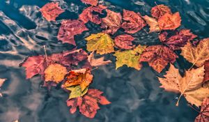 Preview wallpaper fallen leaves, leaves, water, macro, autumn