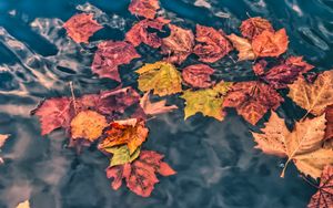 Preview wallpaper fallen leaves, leaves, water, macro, autumn