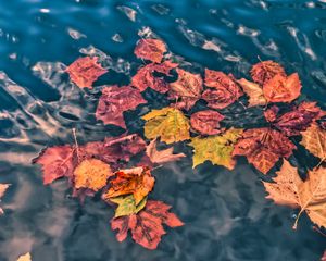 Preview wallpaper fallen leaves, leaves, water, macro, autumn