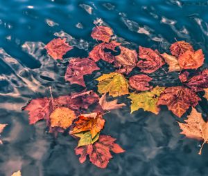 Preview wallpaper fallen leaves, leaves, water, macro, autumn