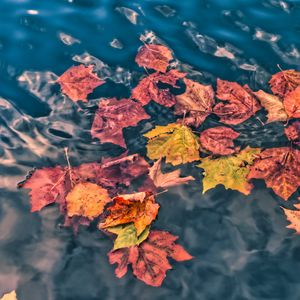 Preview wallpaper fallen leaves, leaves, water, macro, autumn