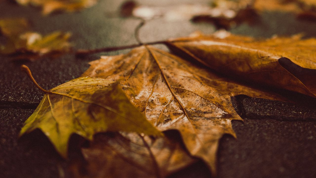 Wallpaper fallen leaves, maple leaves, autumn, wet