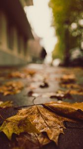 Preview wallpaper fallen leaves, maple leaves, autumn, wet