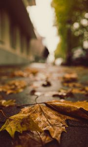 Preview wallpaper fallen leaves, maple leaves, autumn, wet