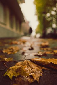 Preview wallpaper fallen leaves, maple leaves, autumn, wet