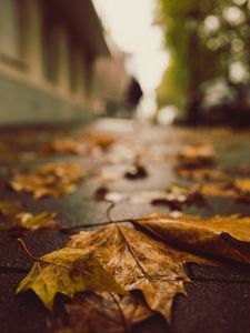 Preview wallpaper fallen leaves, maple leaves, autumn, wet