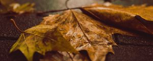 Preview wallpaper fallen leaves, maple leaves, autumn, wet