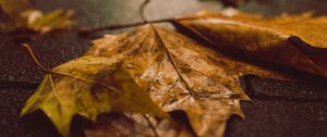 Preview wallpaper fallen leaves, maple leaves, autumn, wet