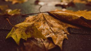 Preview wallpaper fallen leaves, maple leaves, autumn, wet