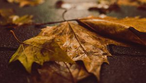 Preview wallpaper fallen leaves, maple leaves, autumn, wet