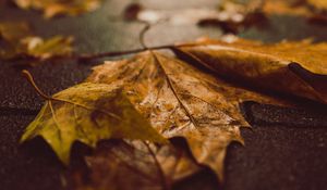 Preview wallpaper fallen leaves, maple leaves, autumn, wet