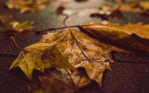 Preview wallpaper fallen leaves, maple leaves, autumn, wet