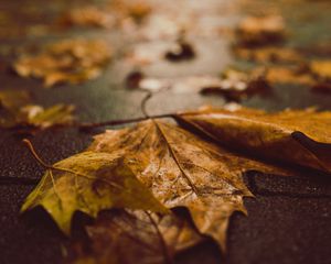 Preview wallpaper fallen leaves, maple leaves, autumn, wet