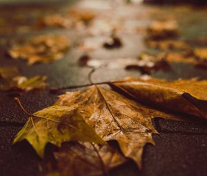 Preview wallpaper fallen leaves, maple leaves, autumn, wet