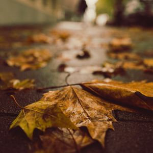 Preview wallpaper fallen leaves, maple leaves, autumn, wet