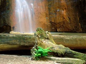 Preview wallpaper falls, logs, trees, rocks, berry creek, california