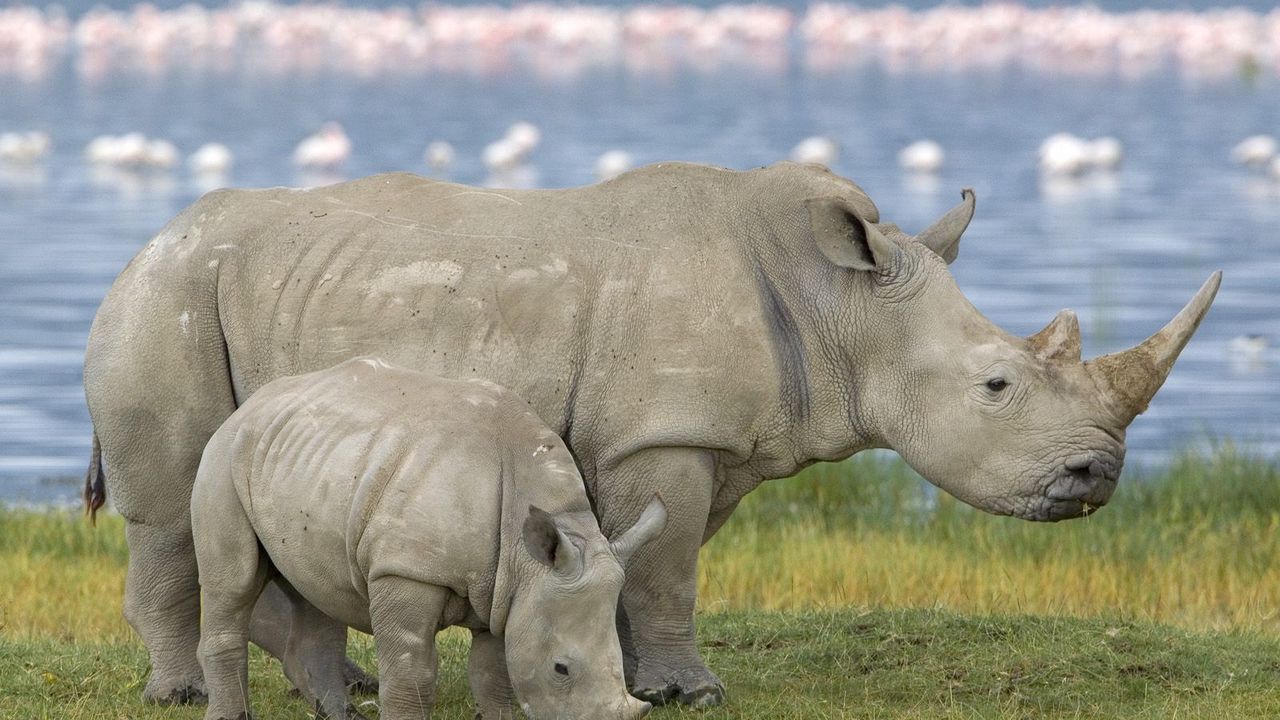 Wallpaper family, baby, rhinoceros, field