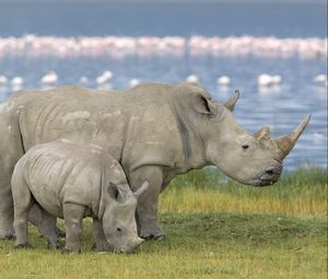 Preview wallpaper family, baby, rhinoceros, field