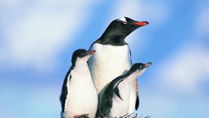 Preview wallpaper family of penguins, birds, penguins, rocks