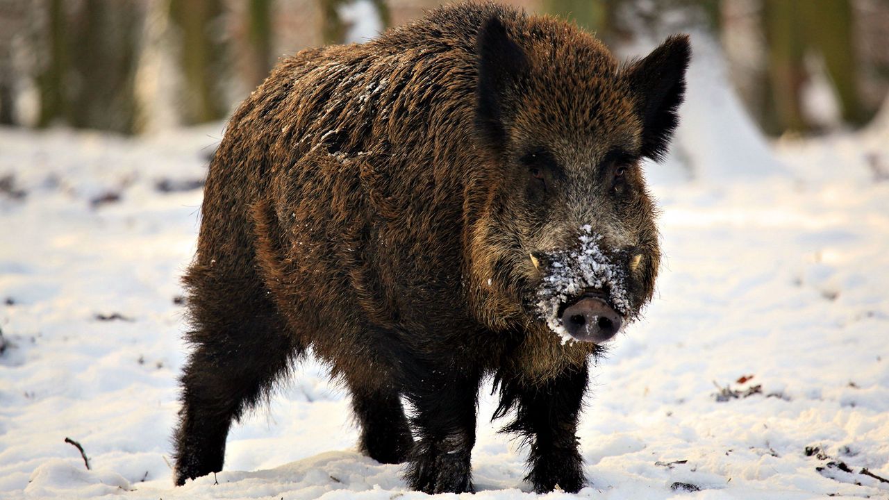 Wallpaper fangs, piglet, snow, winter, wild boar