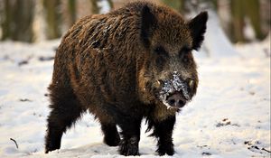 Preview wallpaper fangs, piglet, snow, winter, wild boar