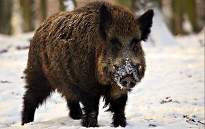 Preview wallpaper fangs, piglet, snow, winter, wild boar