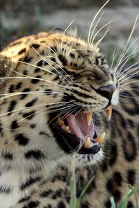 Preview wallpaper fangs, whiskers, ounce, grin, snow leopard