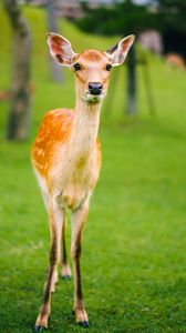 Preview wallpaper fawn, baby, lawn, grass, wildlife