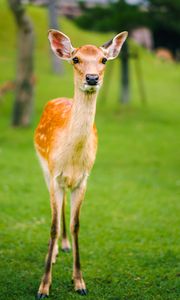 Preview wallpaper fawn, baby, lawn, grass, wildlife