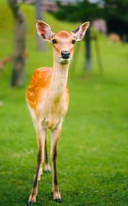 Preview wallpaper fawn, baby, lawn, grass, wildlife