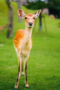 Preview wallpaper fawn, baby, lawn, grass, wildlife