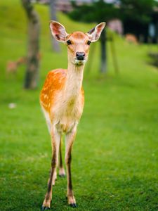 Preview wallpaper fawn, baby, lawn, grass, wildlife