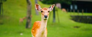 Preview wallpaper fawn, baby, lawn, grass, wildlife