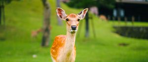 Preview wallpaper fawn, baby, lawn, grass, wildlife