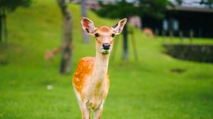 Preview wallpaper fawn, baby, lawn, grass, wildlife