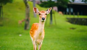 Preview wallpaper fawn, baby, lawn, grass, wildlife