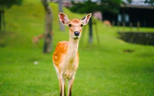 Preview wallpaper fawn, baby, lawn, grass, wildlife